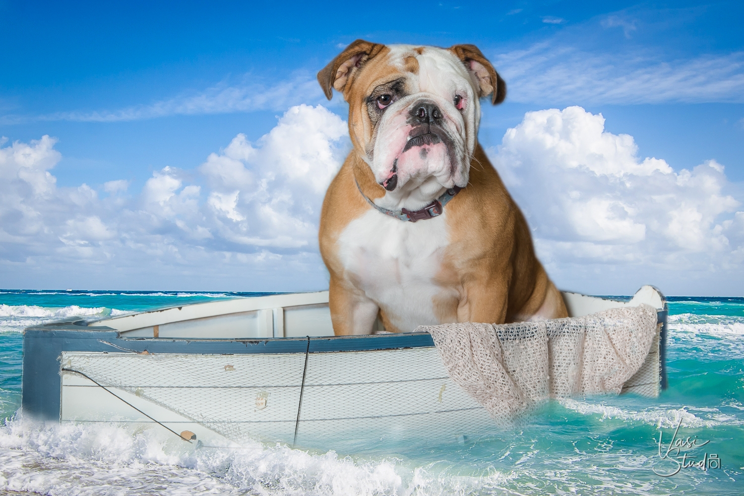 Bulldog Fine Art by Vasi Studio