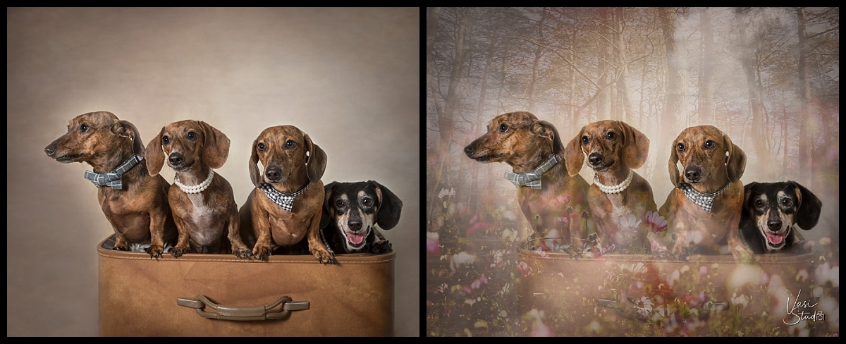 Creative Animal Art in South Florida by Vasi Studio