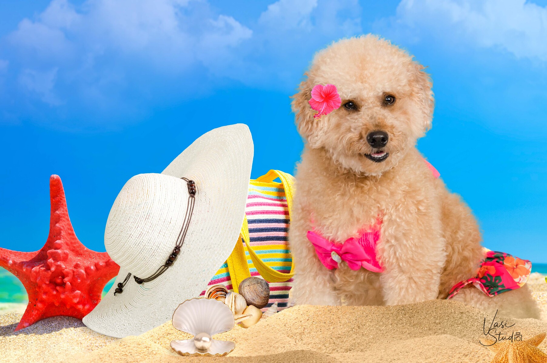 Beach pet photo session. Palm Beach, Palm Beach Issland