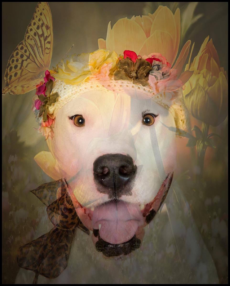 Creative Art Signature Portarts by Vasi Studio. People and Pets.
