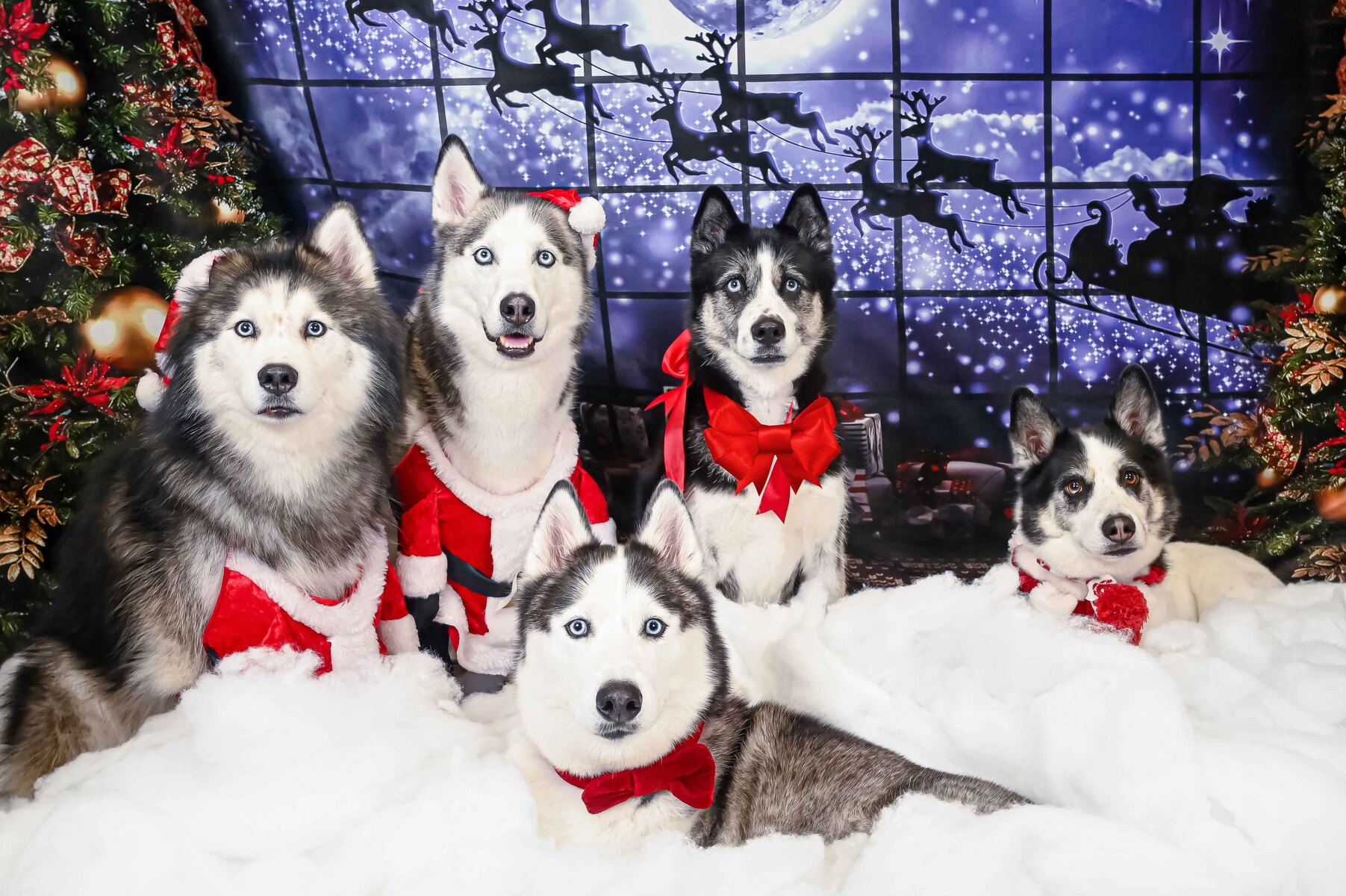 Holiday Dog Photos Palm Beach, Jupiter, West Palm Beach
