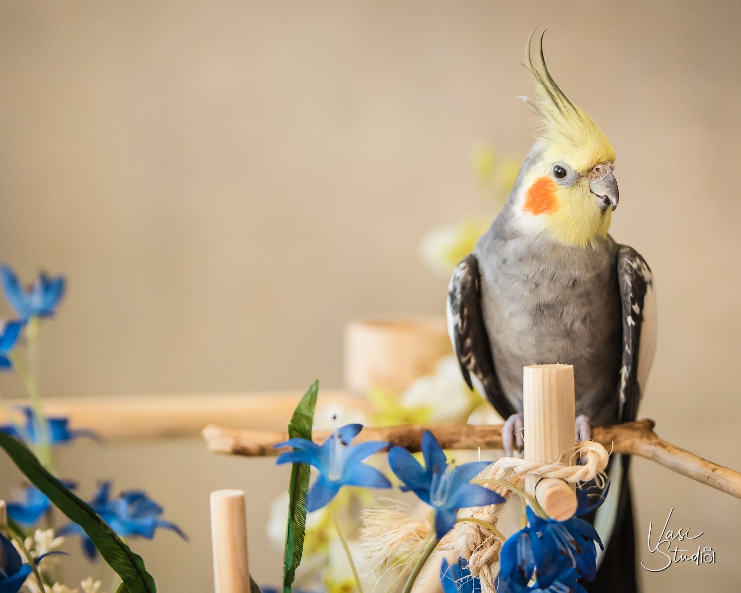 Vasi Studio is located in Palm Beach Gardens, FL.