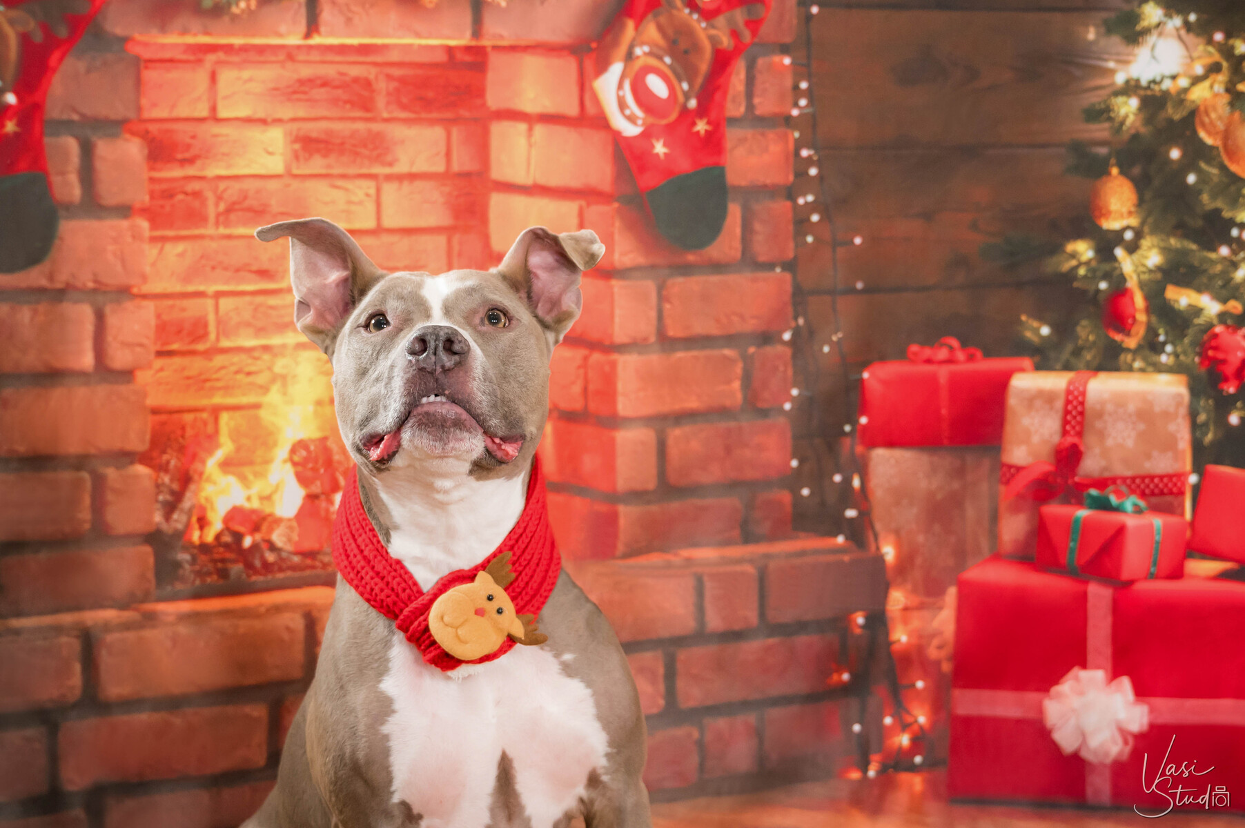 Holidays, Christmas Pet Photographer, Dog Pictures, Palm Beach Gardens, Jupiter, Palm Beach