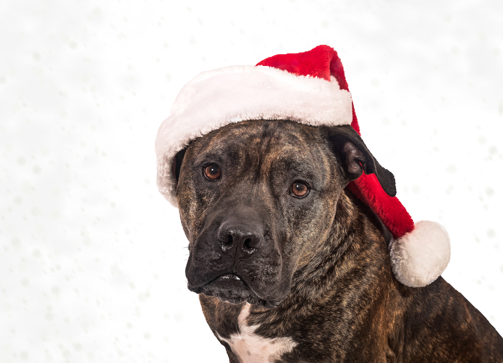 Christmas Pet Portraits Vasi Studio