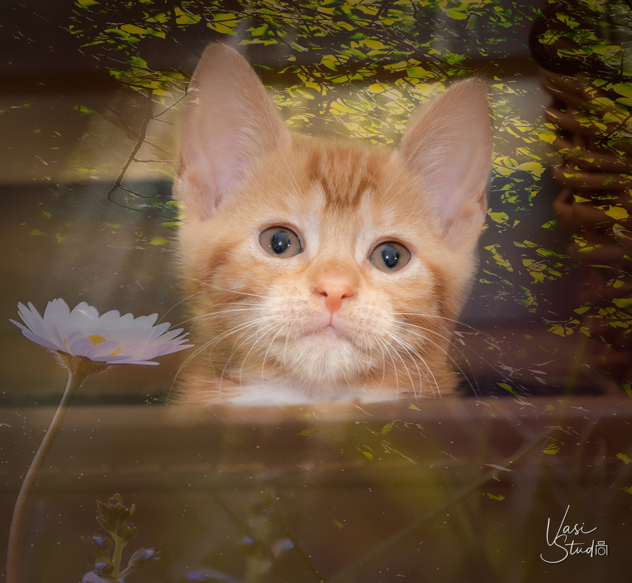 Let's support our local rescue organizations!  https://www.facebook.com/LUVAPET/  Photography by Vasi Siedman