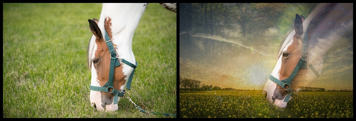 Before & After. Outdoor Pet Session , call us today 561-307-9875