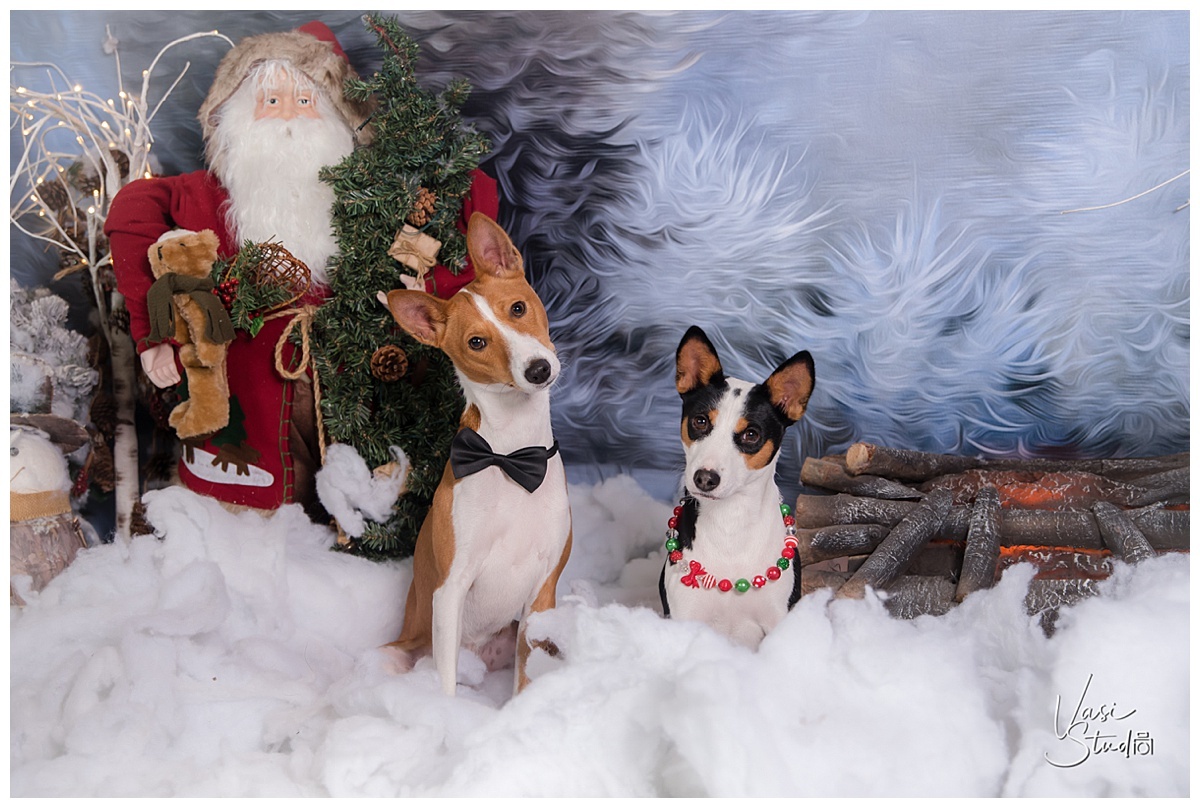 Holiday Pet Photography in Jupiter.