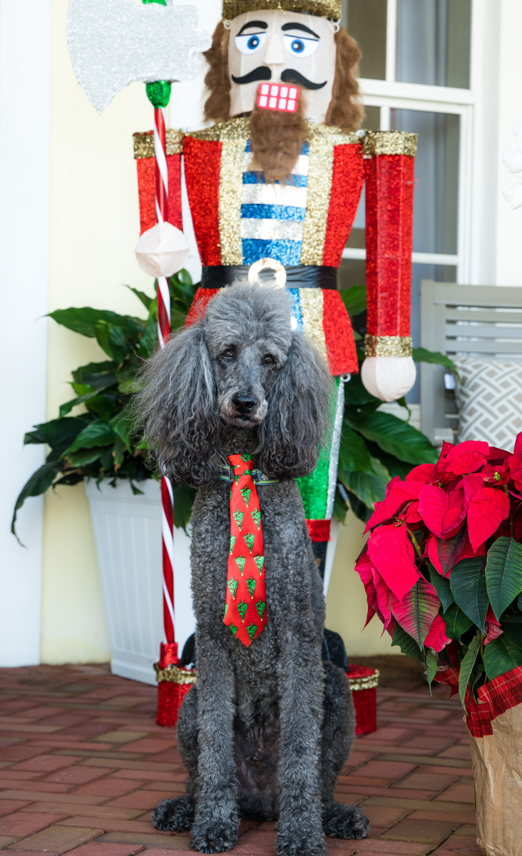 Holiday ART photography. Make your holiday pet portrait session today!