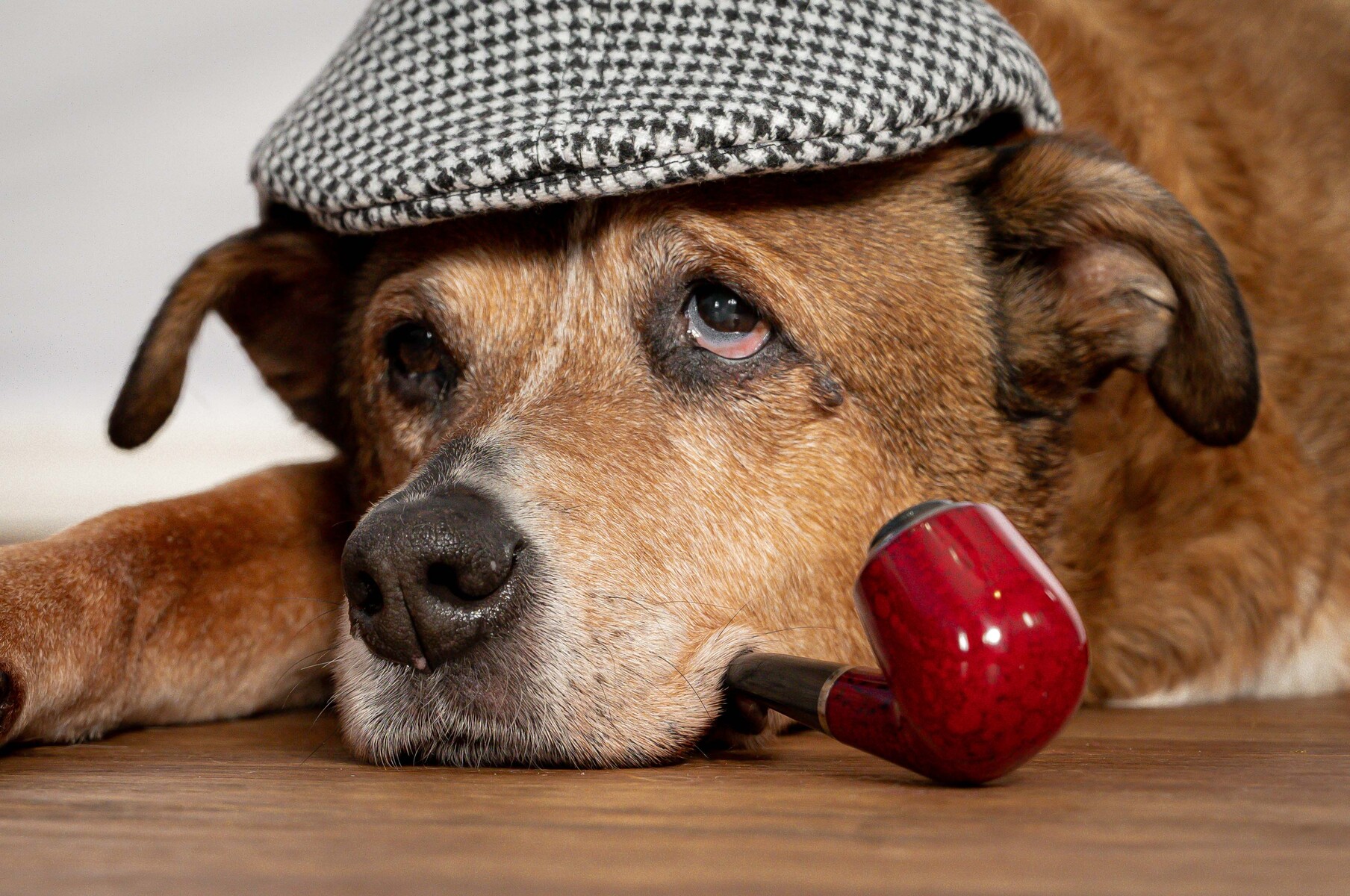 To schedule a pet photography session in Palm Beach Gardens, call 561-307-9875