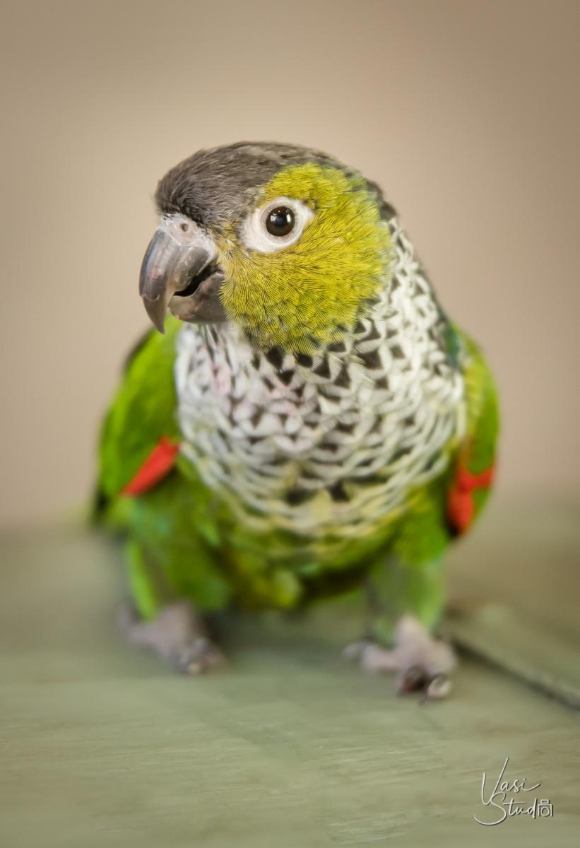 Call 561-307-9875 to make an appointment. Bird Fine Art.