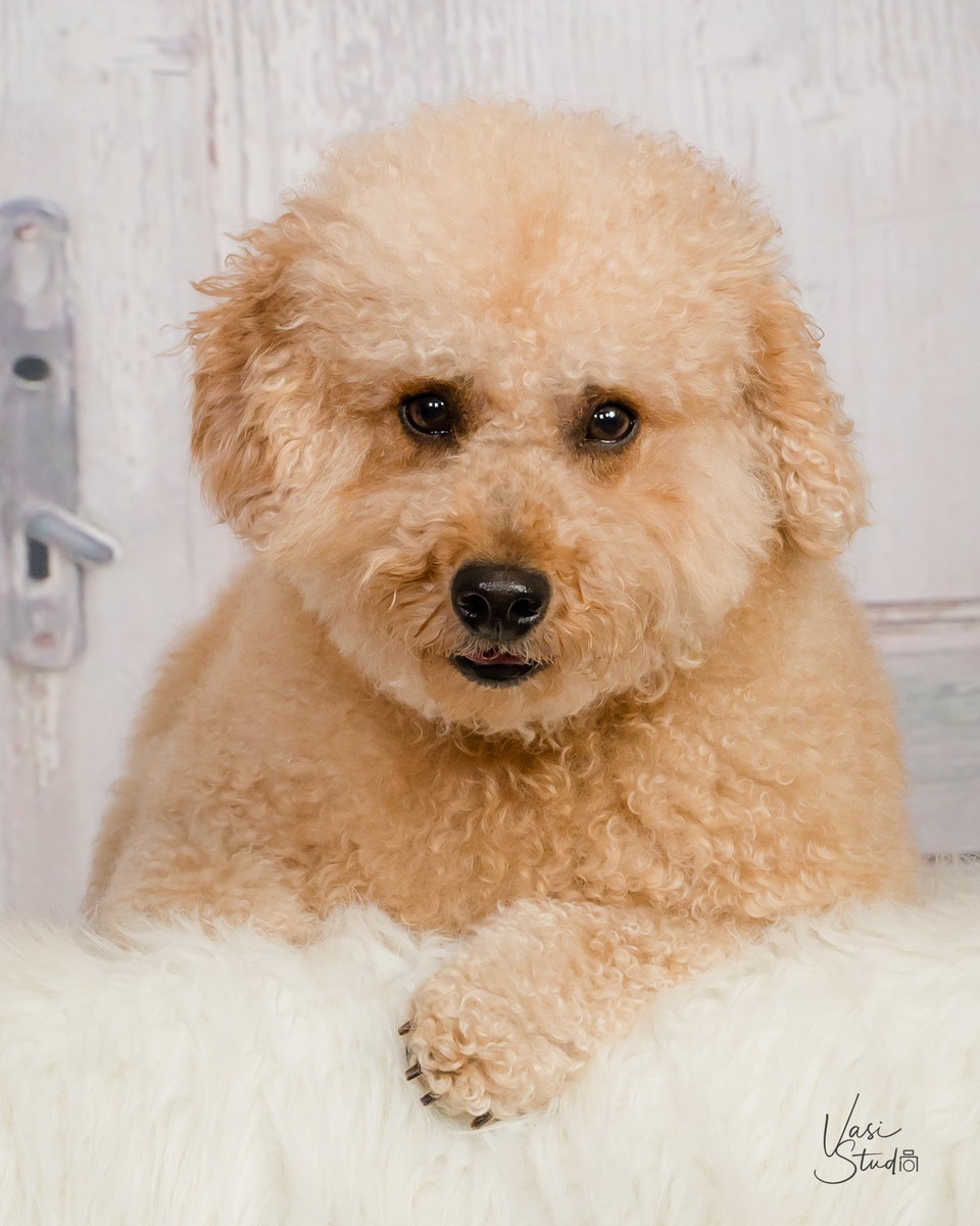 Goldendoodle studio pet , animal portraits.  Palm Beach Gardens