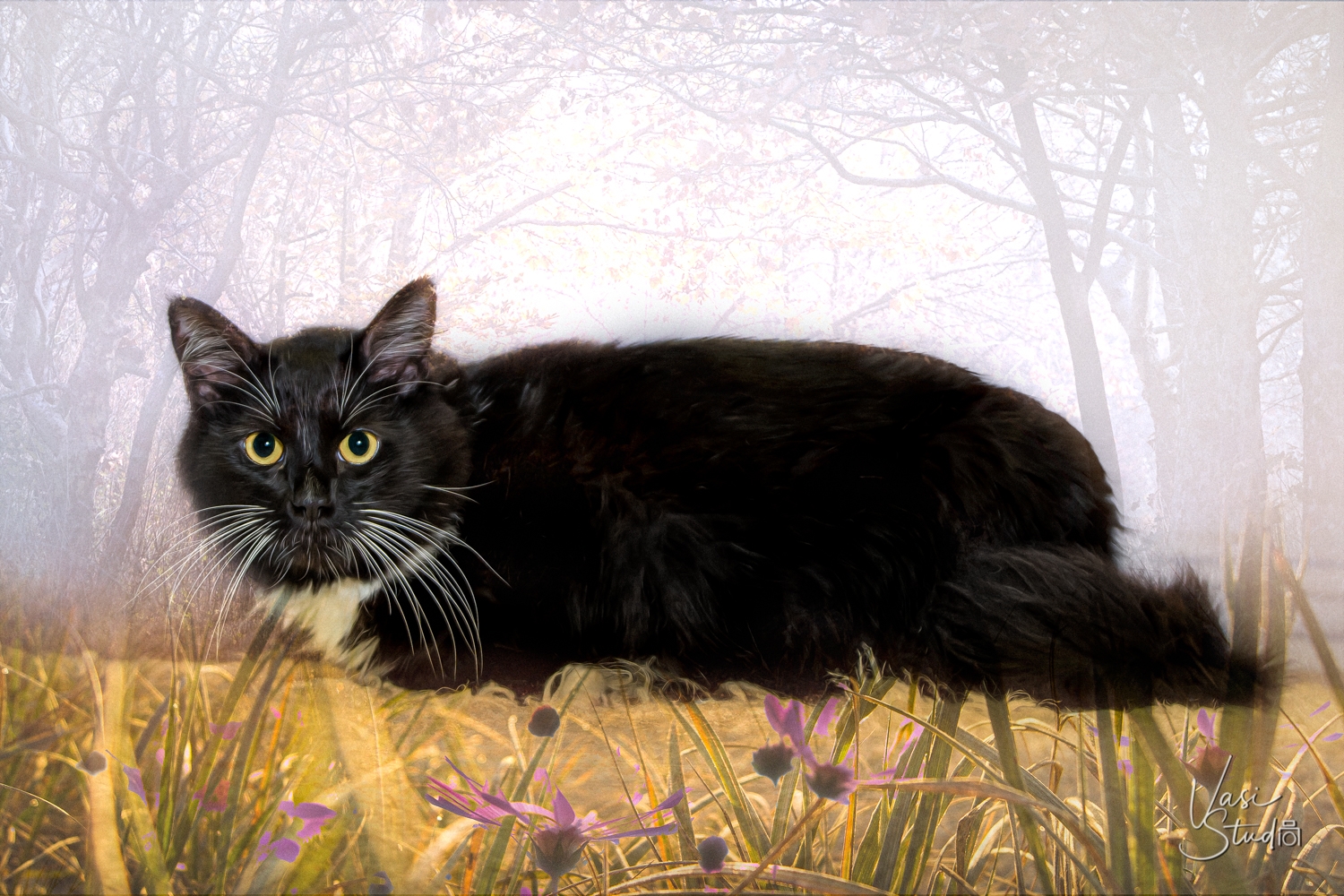 Cat Fine Art photography by Vasi Siedman. Locaten in Palm Beach County