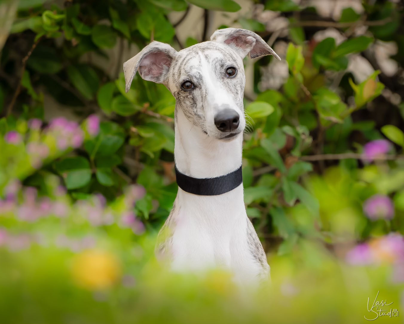 Dog photographer located in Palm Beach Gardens, FL