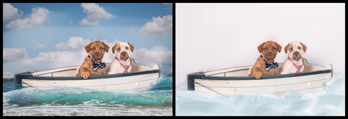 Creative Animal Art in Palm Beach Gardens  by Vasi Studio