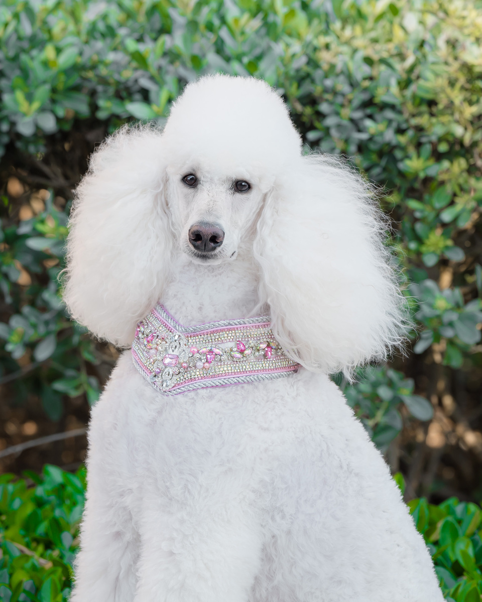 We specialize in family portraits and pet photography. Palm Beach