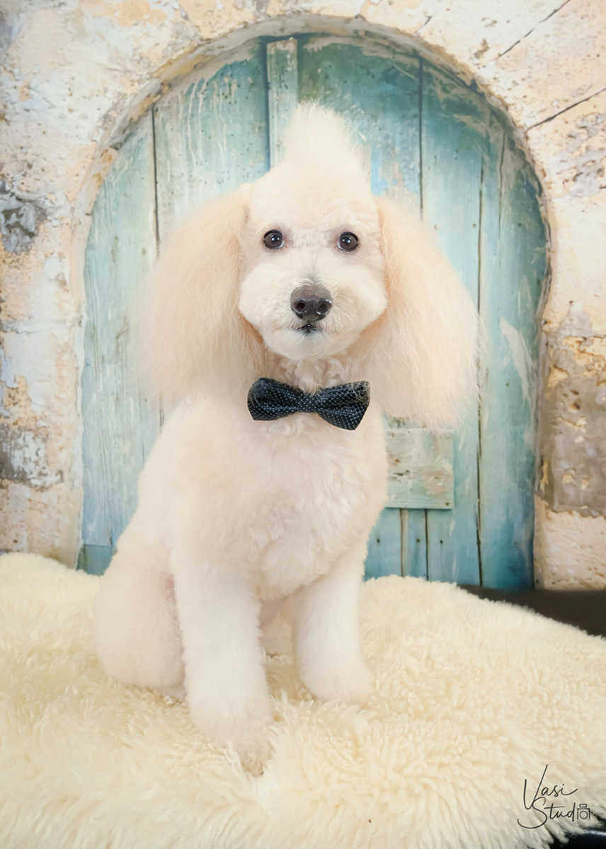 We specialize in family portraits and pet photography. Palm Beach