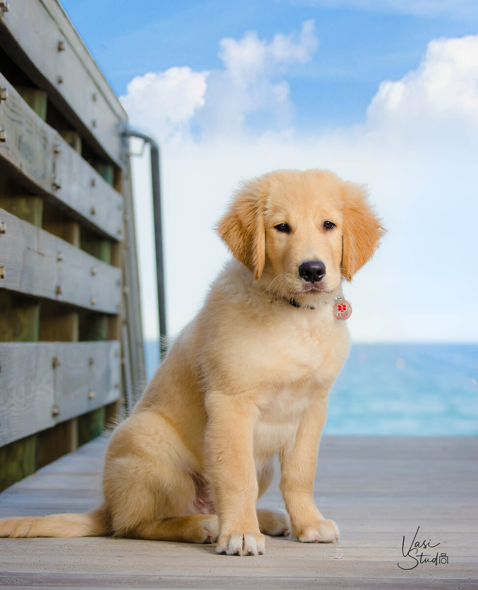 Beach dog - Pet Pictures on by the ocean.  Hi, it is Vasi the photographer. I am looking forwart to our photo session. My address is 523 Commons Drive, Palm Beach Gardens, FL 33418. See you soon!