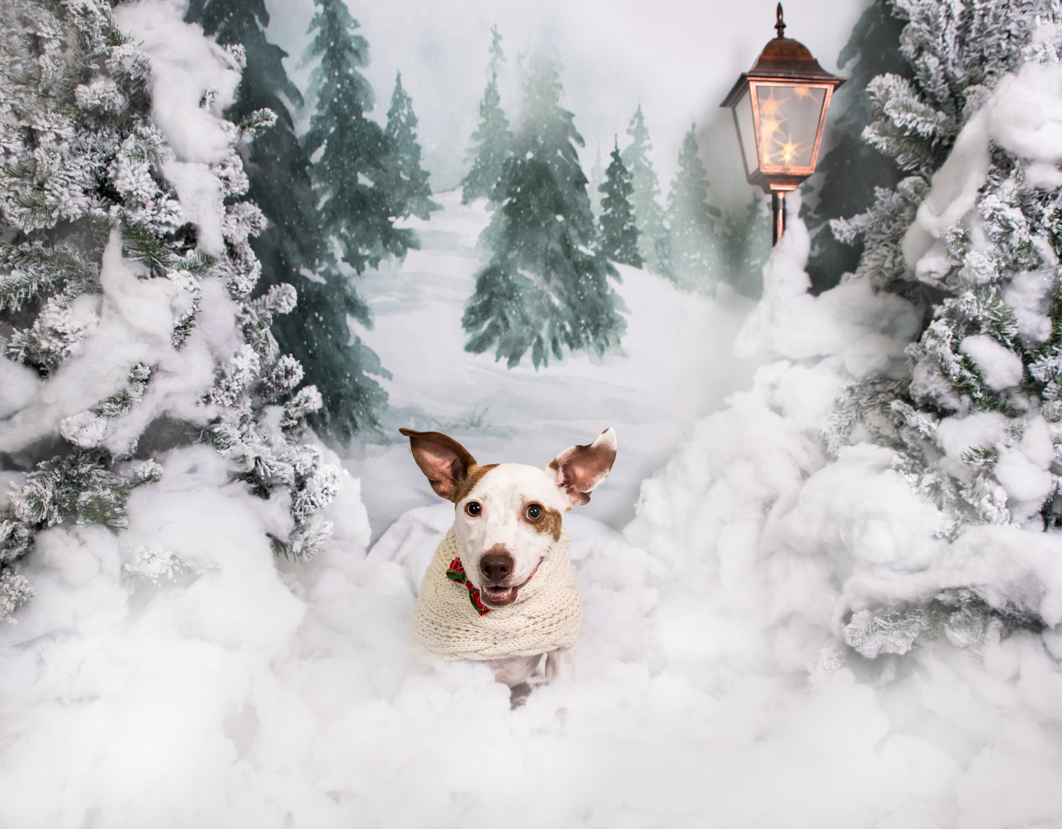 Vasi Siedman Pet Photographer