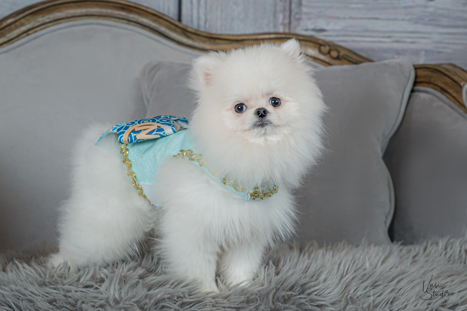 Beautiful and very special pet photography!