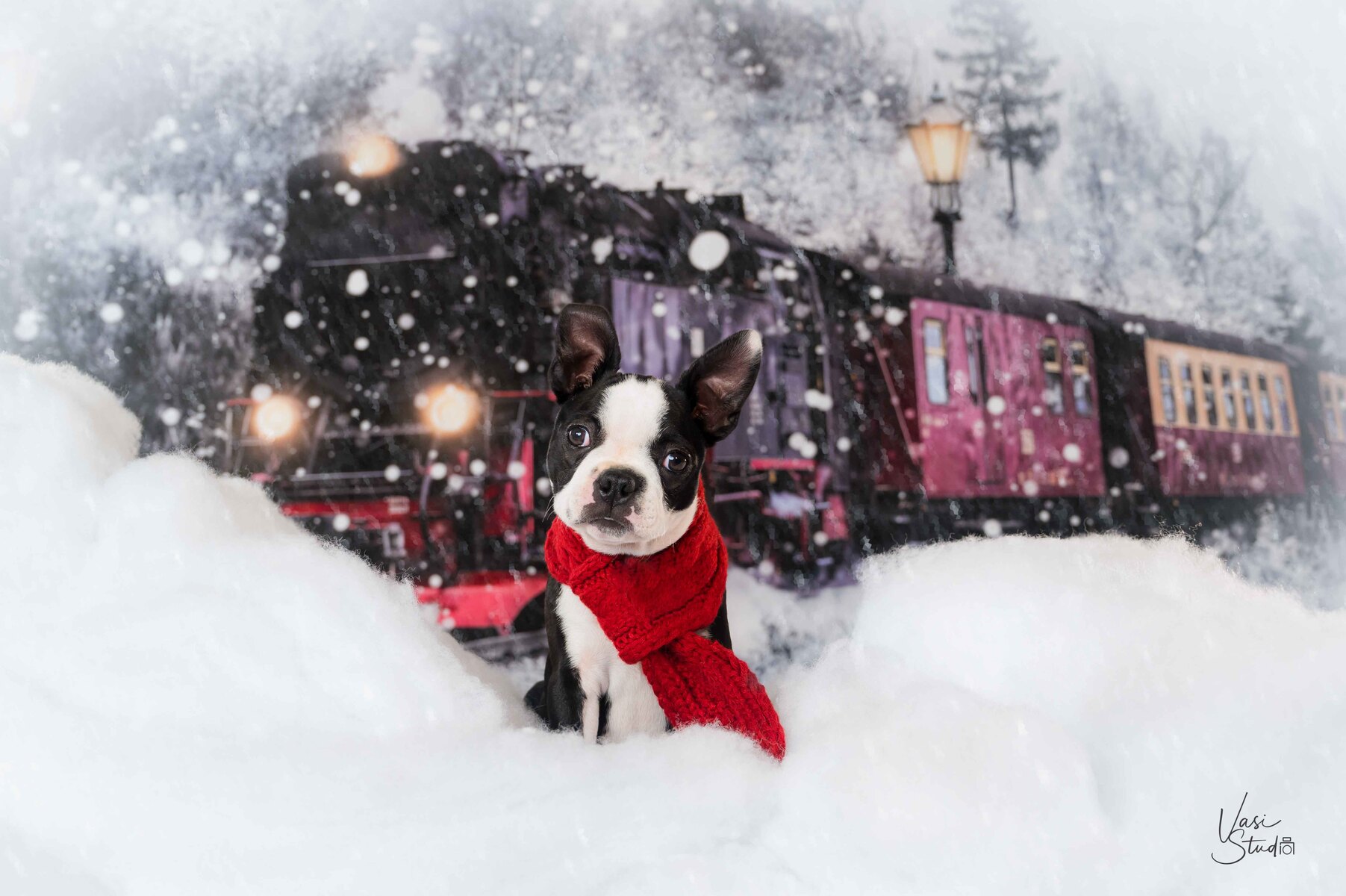 Make your holiday pet portrait session today!