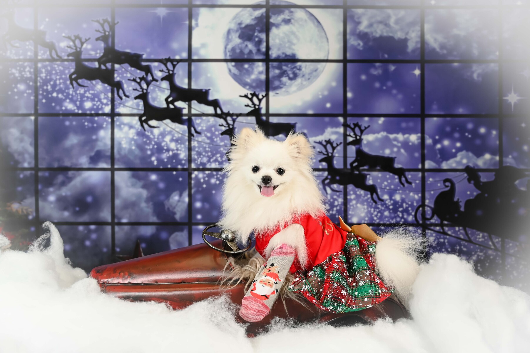 Holiday Pet Photography in Palm Beach.