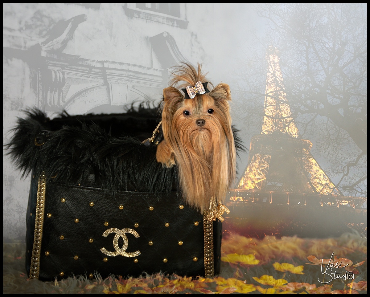 Artistic portraits of people and pets. Jupiter, South Florida . Yorki Fine Art Piece