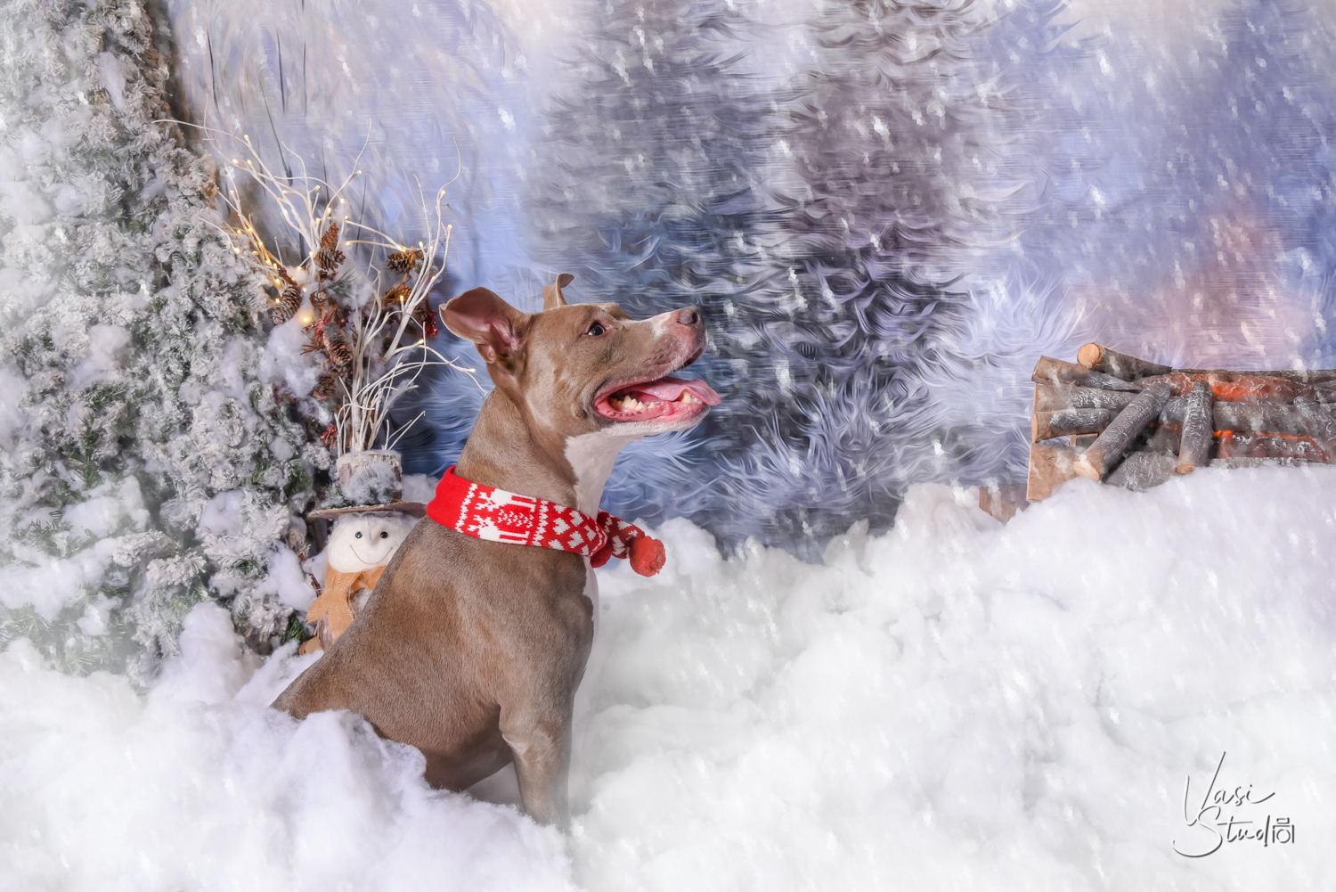 Professional holiday pet pictures.