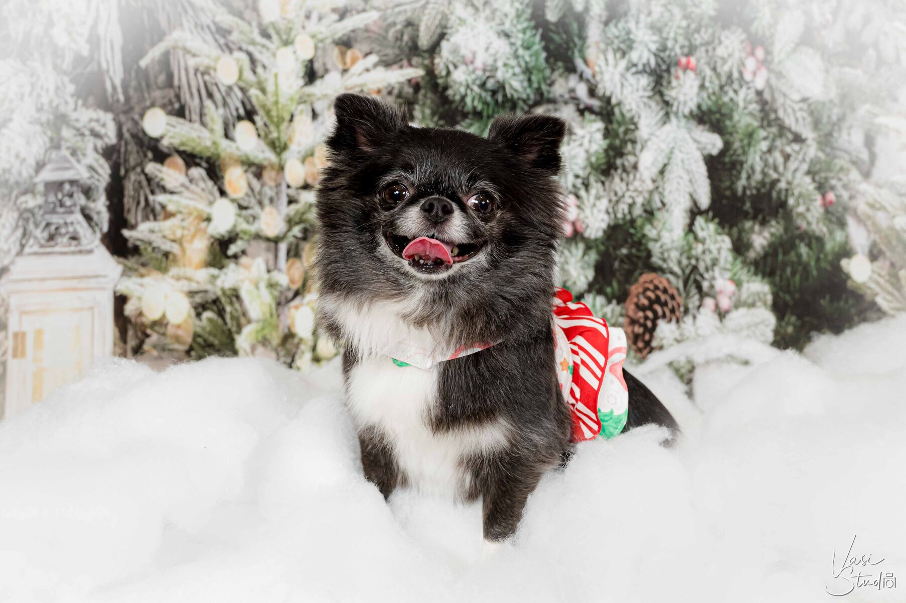 Holiday Pet Photography in Palm Beach.
