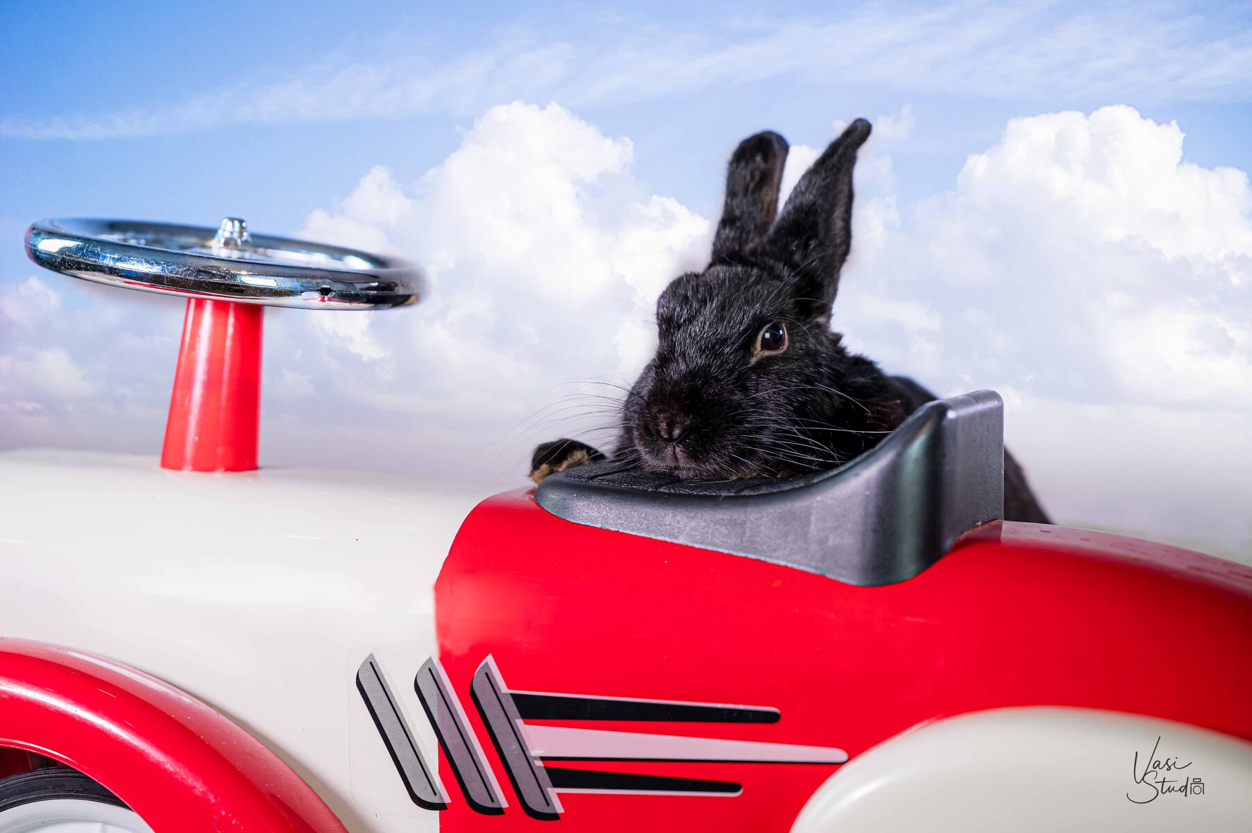 Exotic animals pet photography by Vasi Studio and Vasi Siedman. Palm Beach Gardens, Jupiter