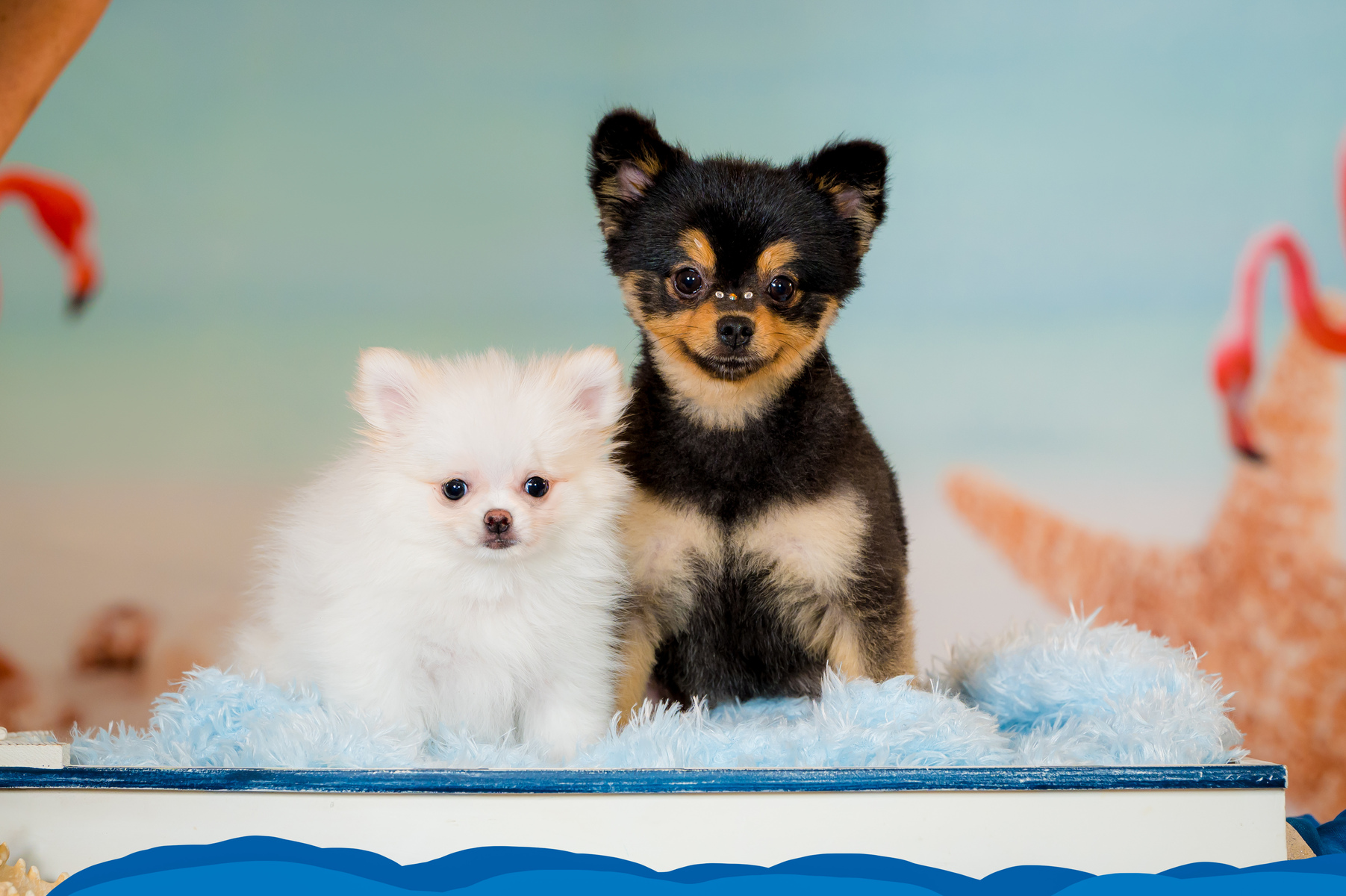 Beach dog - Pet Pictures on by the ocean.  Hi, it is Vasi the photographer. I am looking forwart to our photo session. My address is 523 Commons Drive, Palm Beach Gardens, FL 33418. Studio photo session.