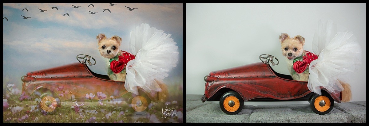 Before and after. Palm Beach County family and pet photographer. 561.307.9875
