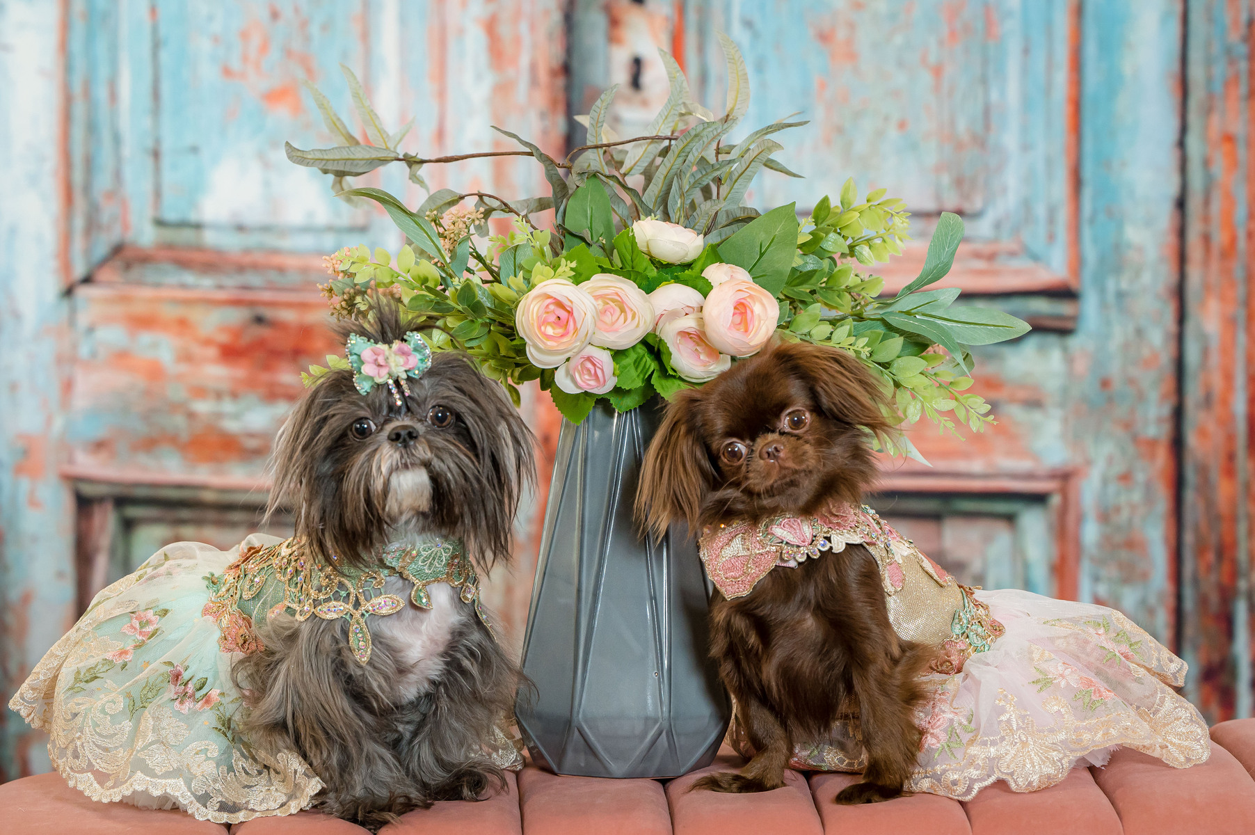 Call 561-307-9875 to make an appointment. Pet Fashion Photography Session