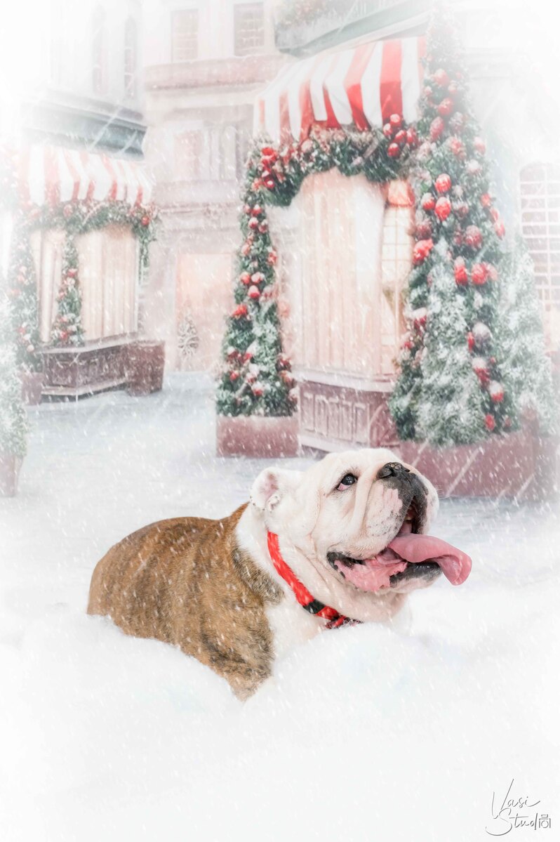 Holidays, Christmas Pet Photographer, Dog Pictures, Palm Beach Gardens, Jupiter, Palm Beach