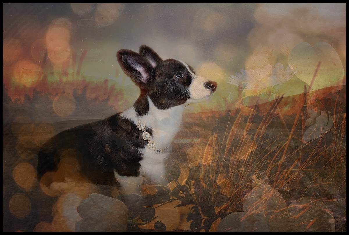 Creative Animal Art in South Florida by Vasi Studio