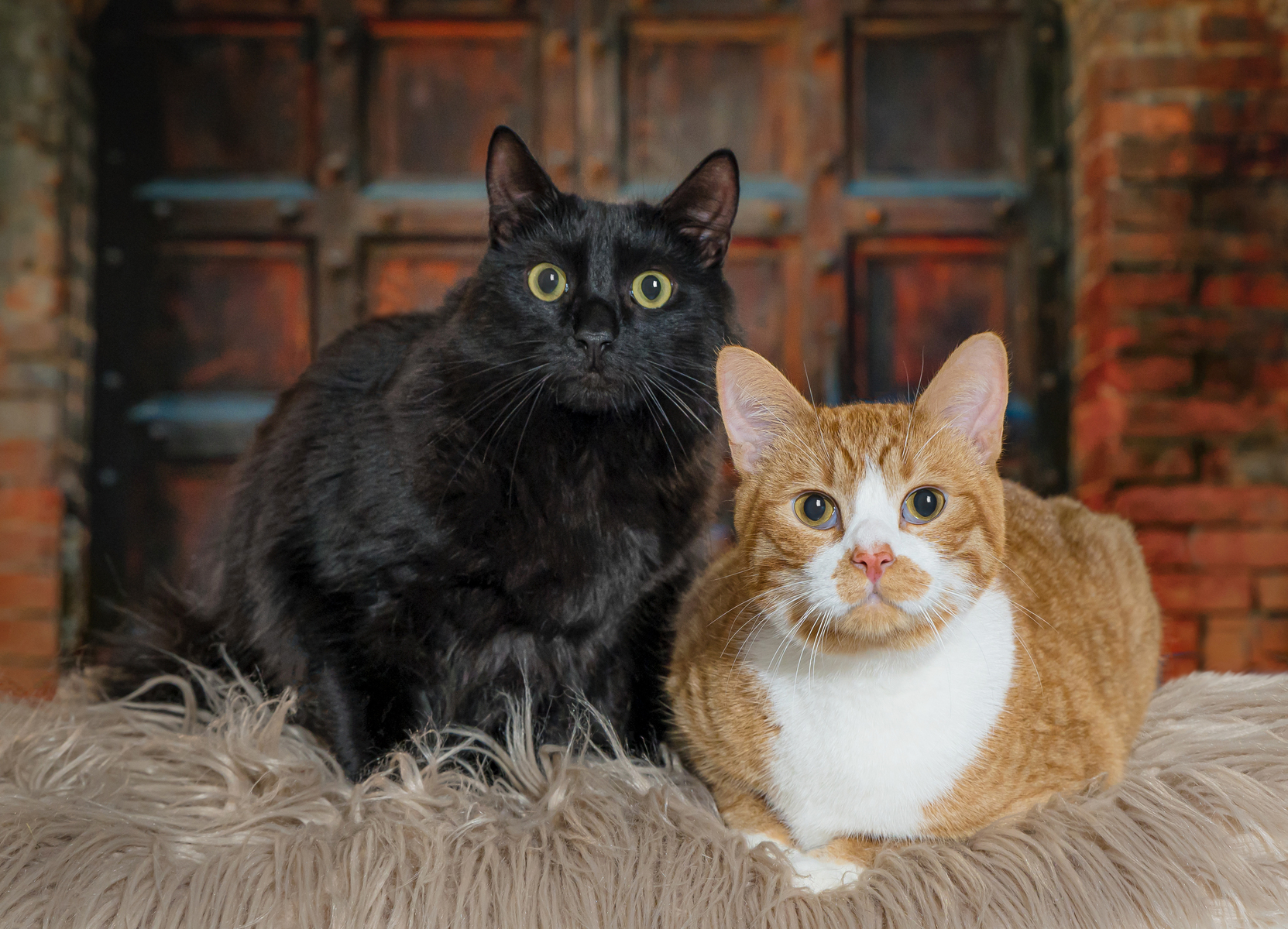We specialize in family portraits and pet photography.