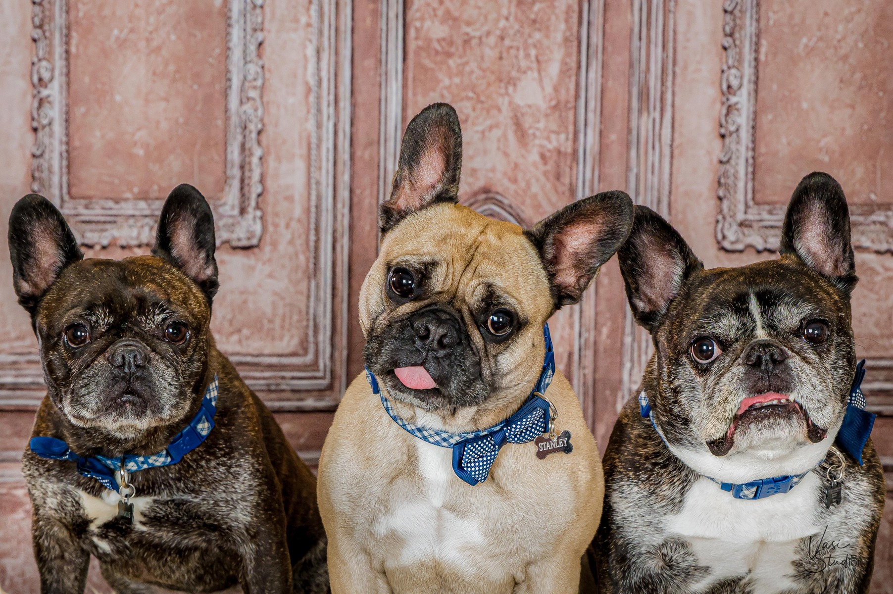 French Bulldogs, Pet Photography in Palm Beach Gardens, FL