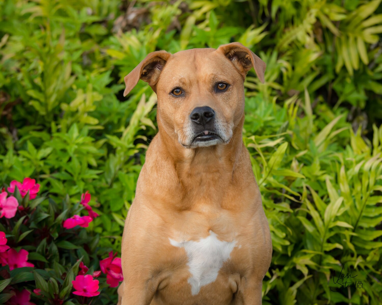 Outdoor - Park pet photo Hi, it is Vasi the photographer. I am looking forwart to our photo session. My address is 523 Commons Drive, Palm Beach Gardens, FL 33418. See you soon! in Palm Beach Gardens. Vasi Siedman , 561-307-9875