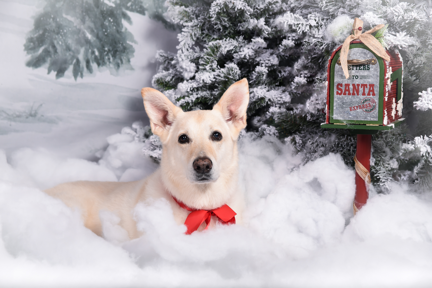 Holiday Pet Photography in Palm Beach Gardens, FL