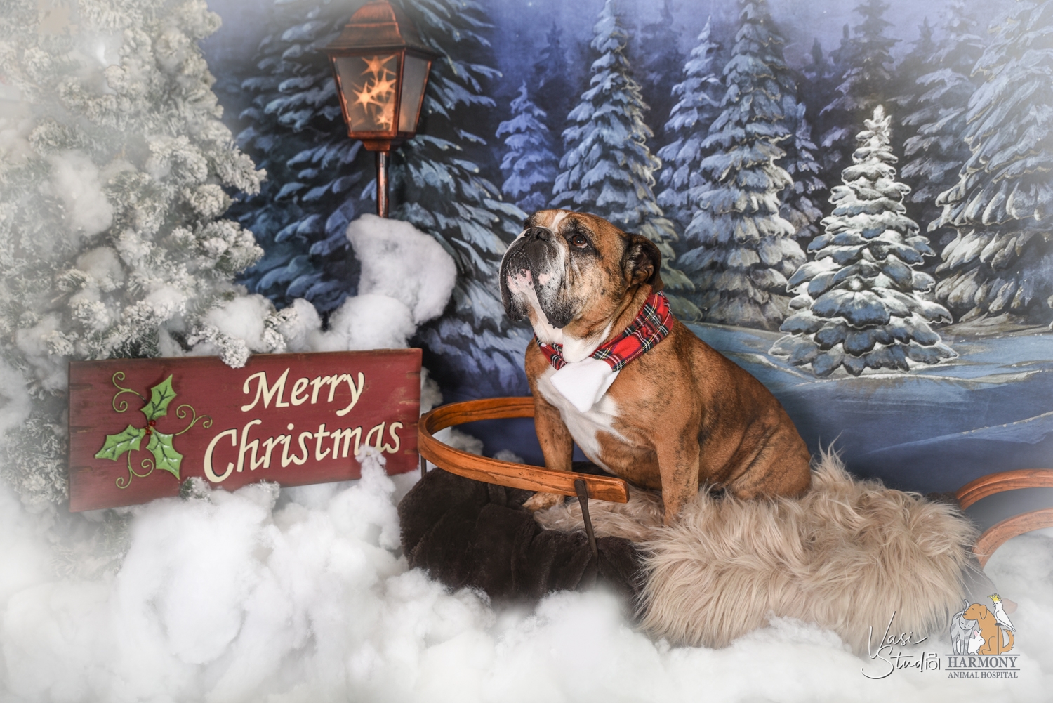 Pet Holiday Portraits at Harmoly Animal Hospital!