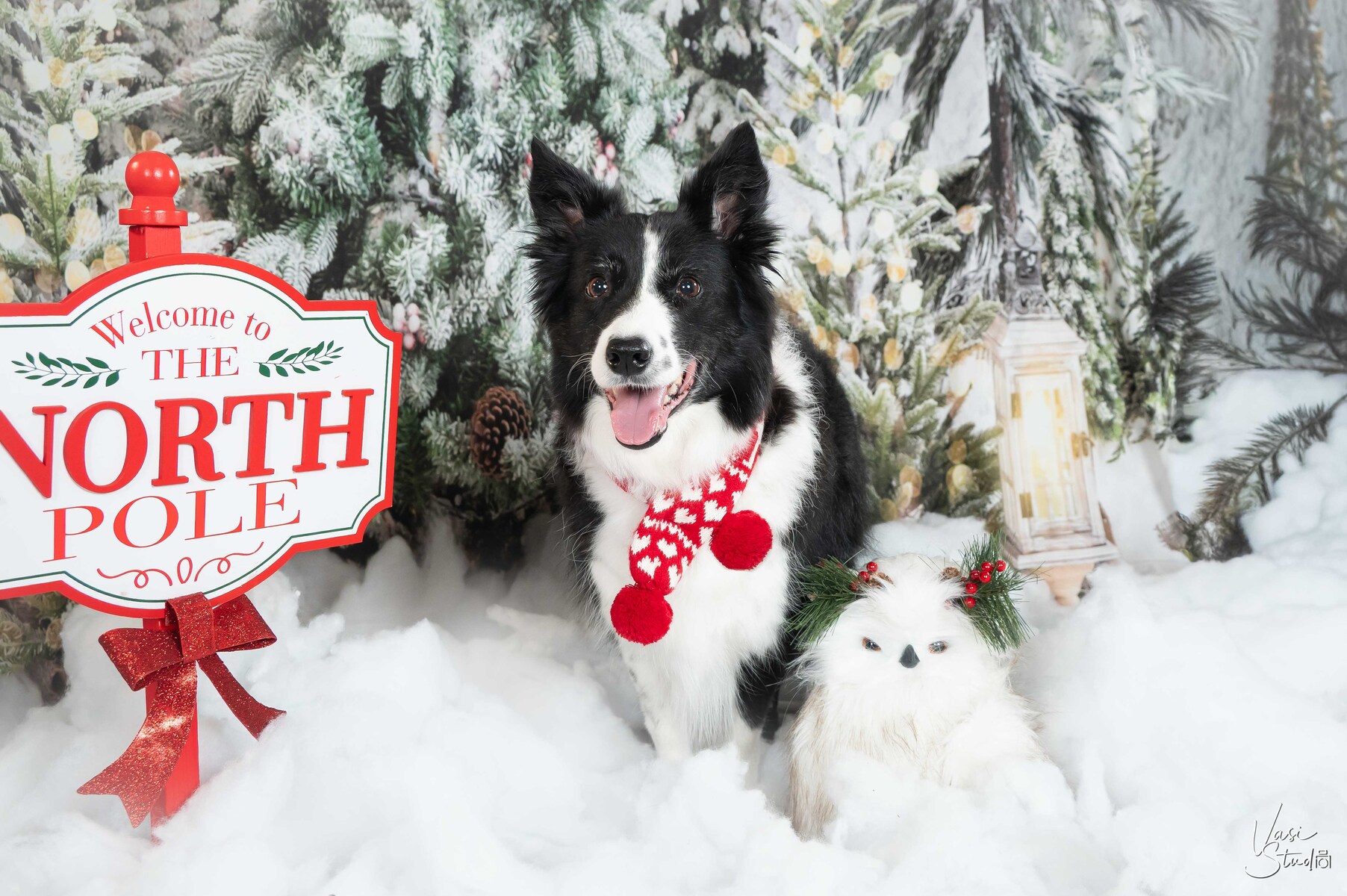Cats and Dogs; People and Pets Holiday Portraits