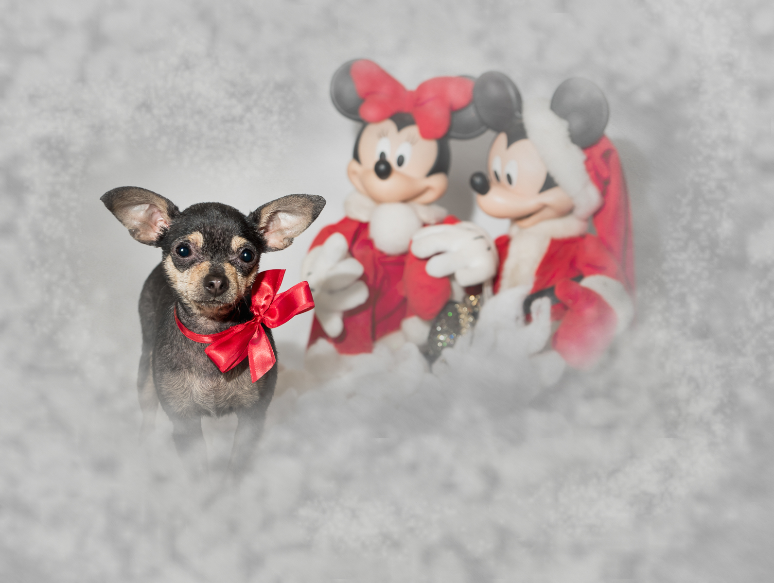 Professional holiday pet photos