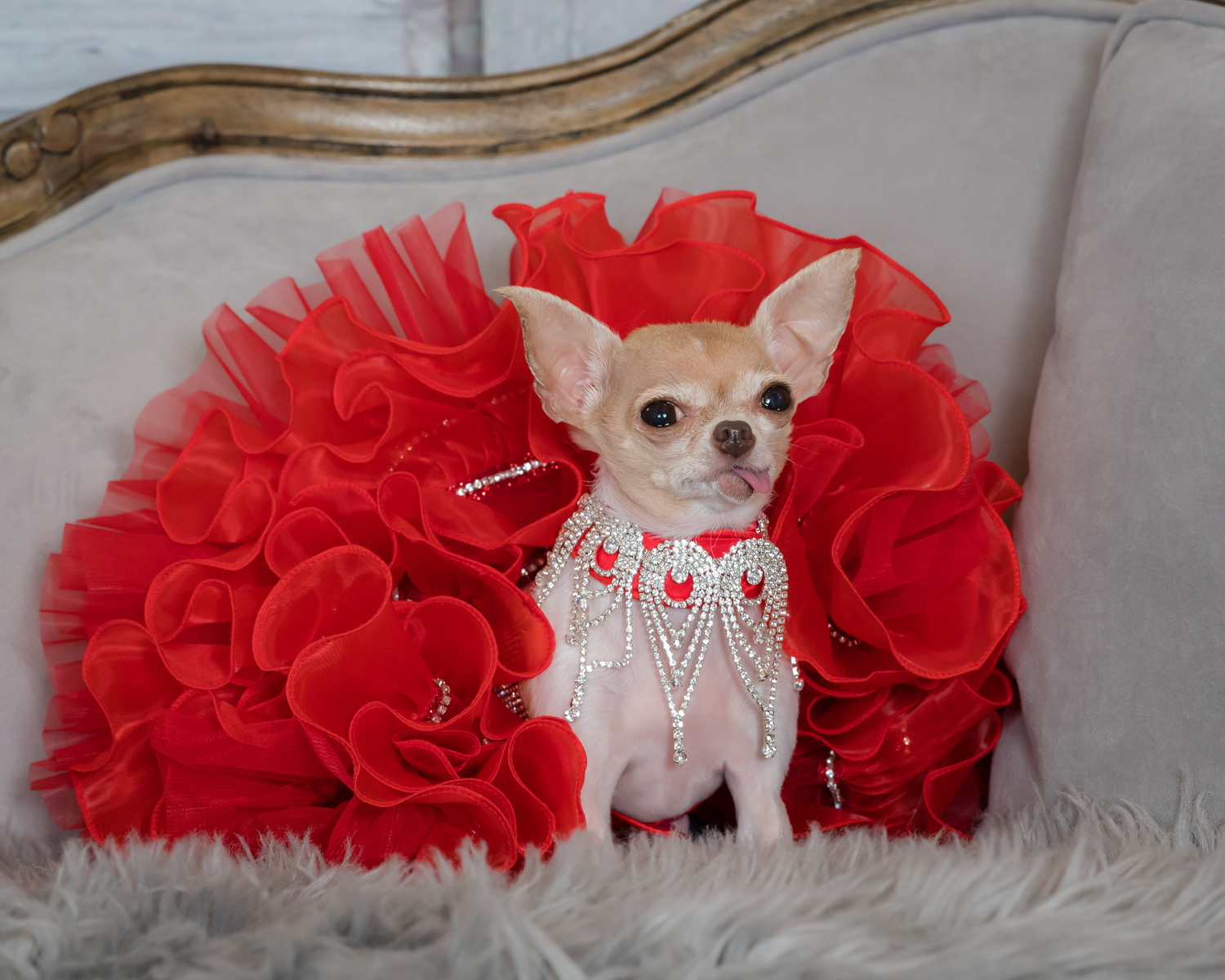 Cat, dogs and a bird! My best friends! Celebrity Catwalk - South Carolina