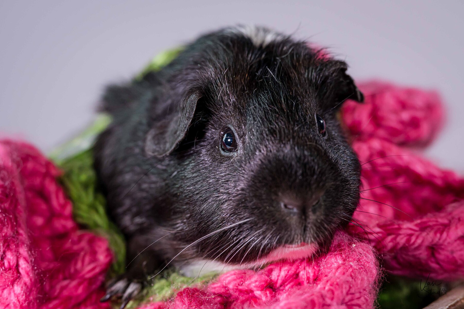 Exotic animals pet photography by Vasi Studio and Vasi Siedman. Palm Beach Gardens, Jupiter