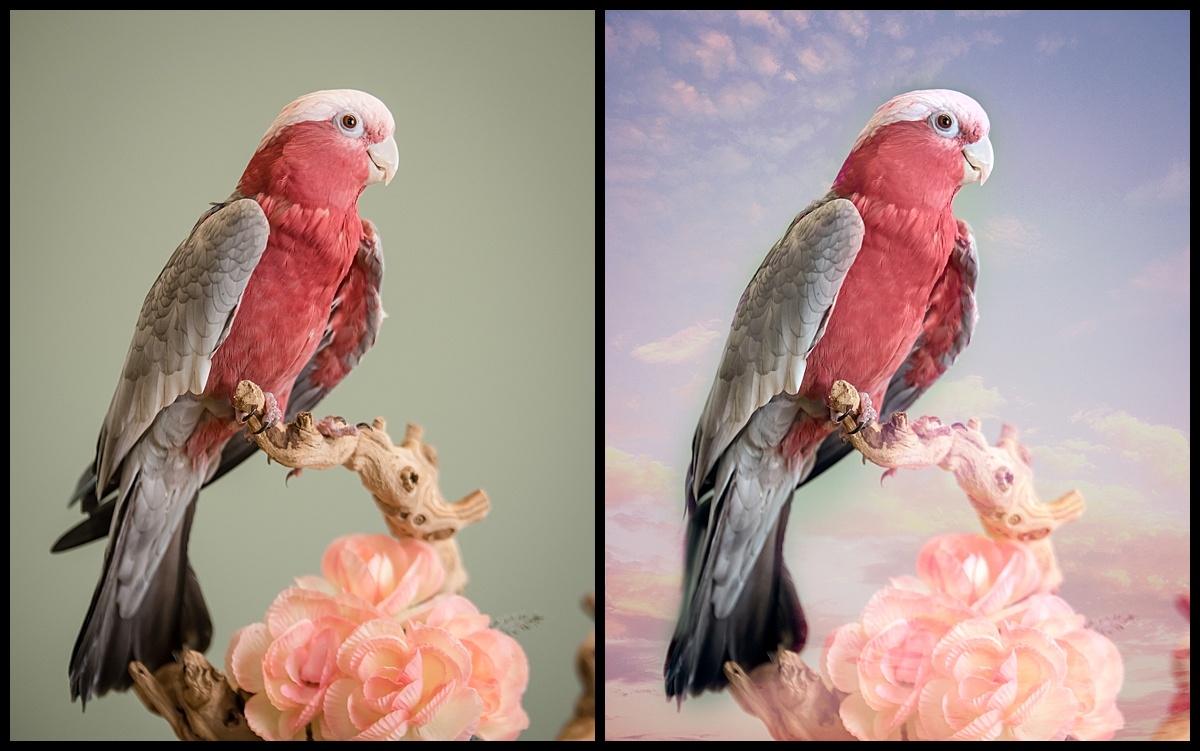 After , Studio bird session in Palm Beach Gardens by Vasi Studio