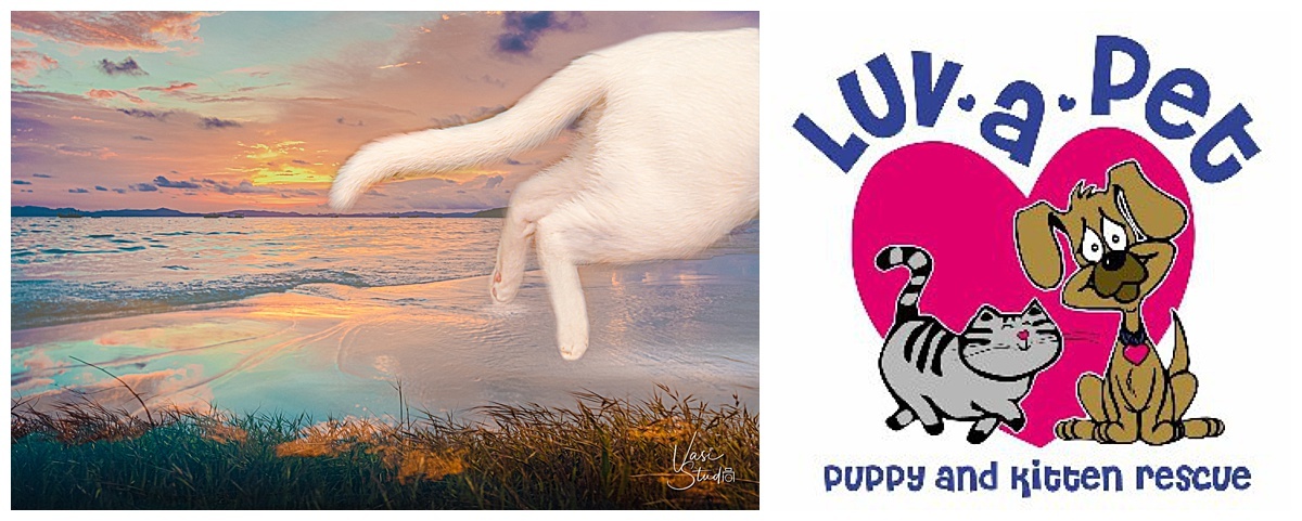 Let's support our local rescue organizations!  https://www.facebook.com/LUVAPET/  Photography by Vasi Studio