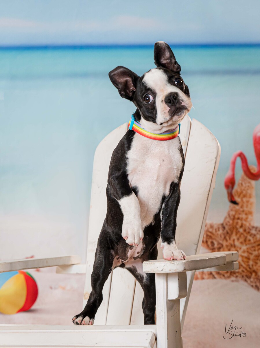 Beautiful and very special pet photography! Beach pet portraits