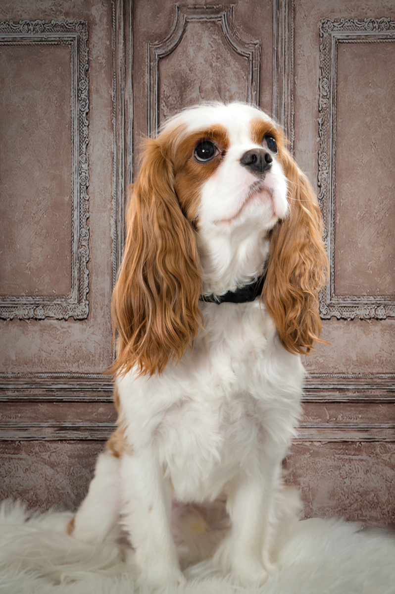 Wall Art pet Portraits, Jupiter, Palm Beach, Palm Bech Gardens, West Palm Beach