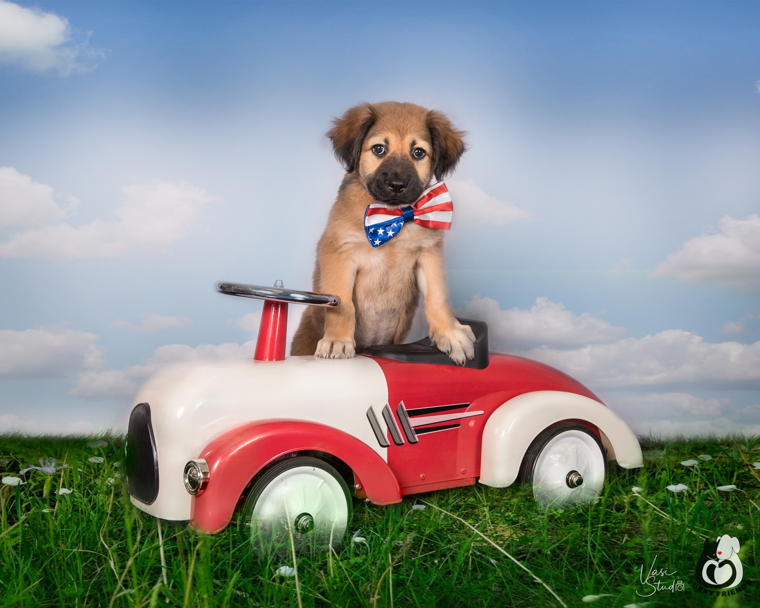 Animal Art Photography in Palm Beach