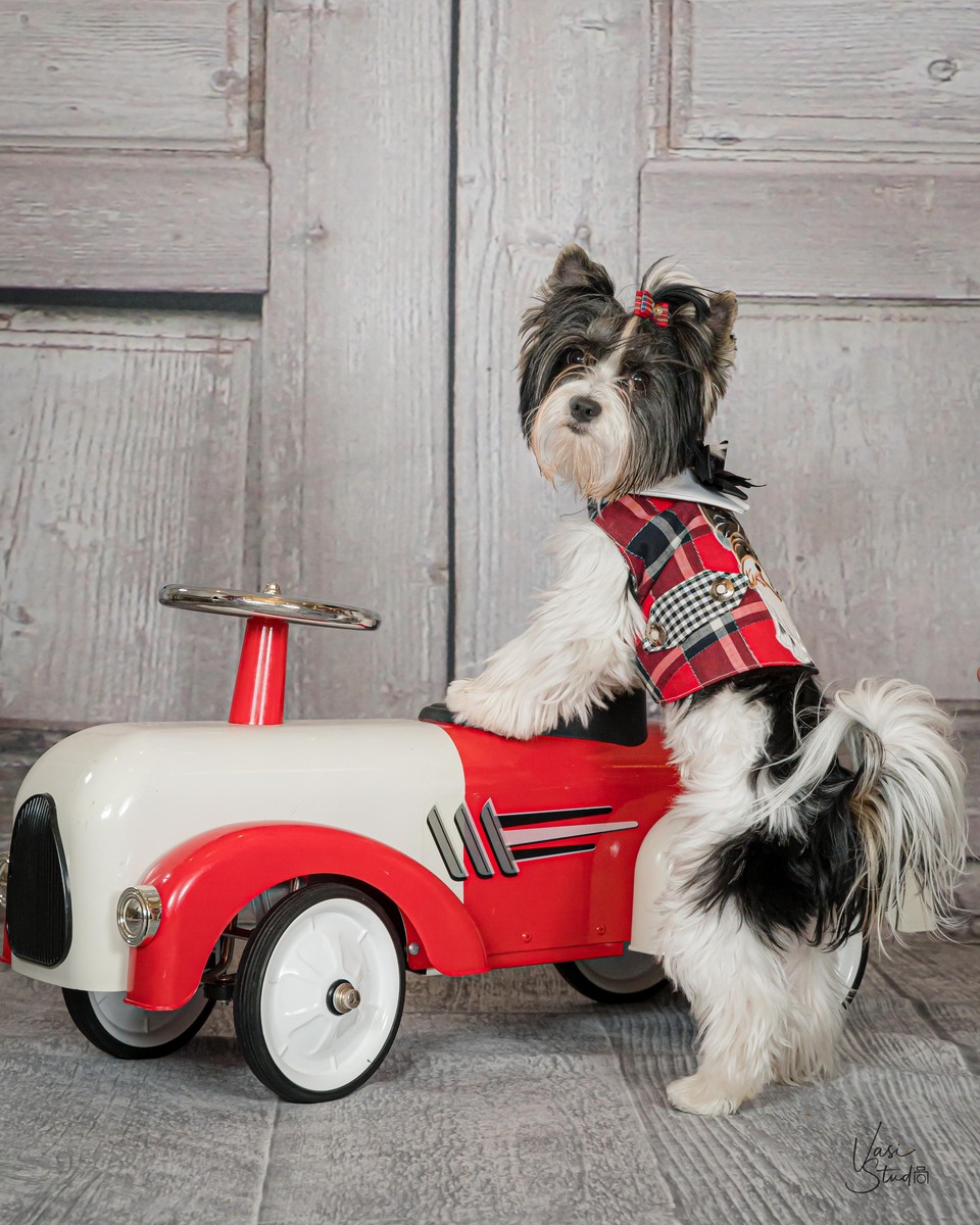4 doggies, Vasi Studio is located in Palm Beach Gardens, FL.