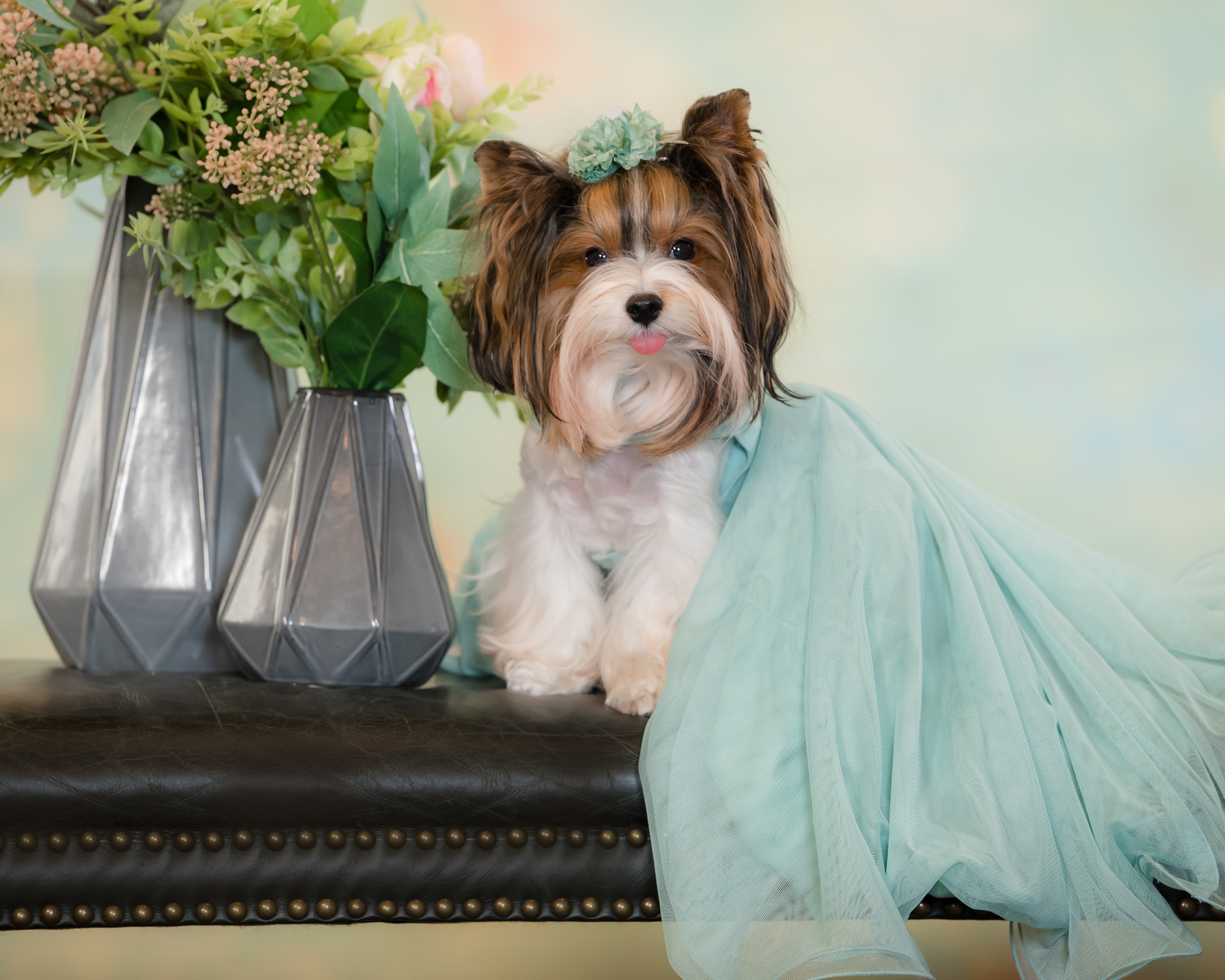 Pet Photography in Palm Beach Gardens, FL, Pet Fashion International photographer